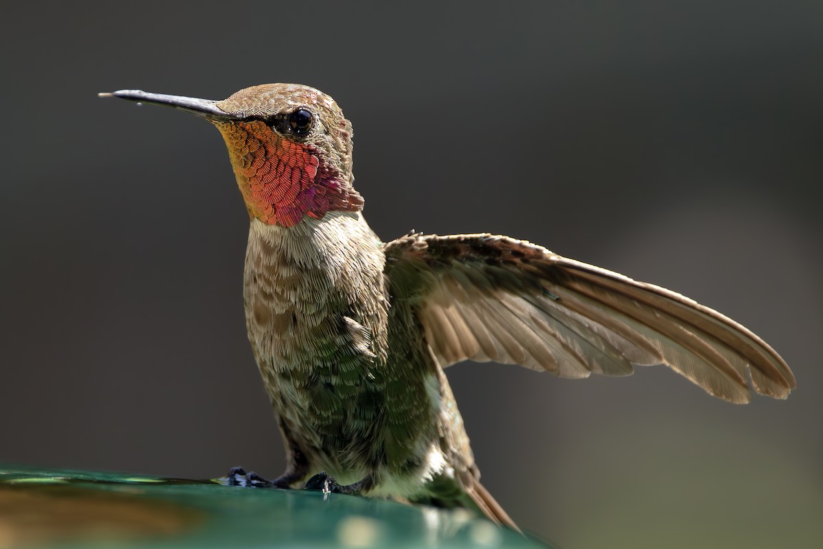Anna's Hummingbird - ML637531210