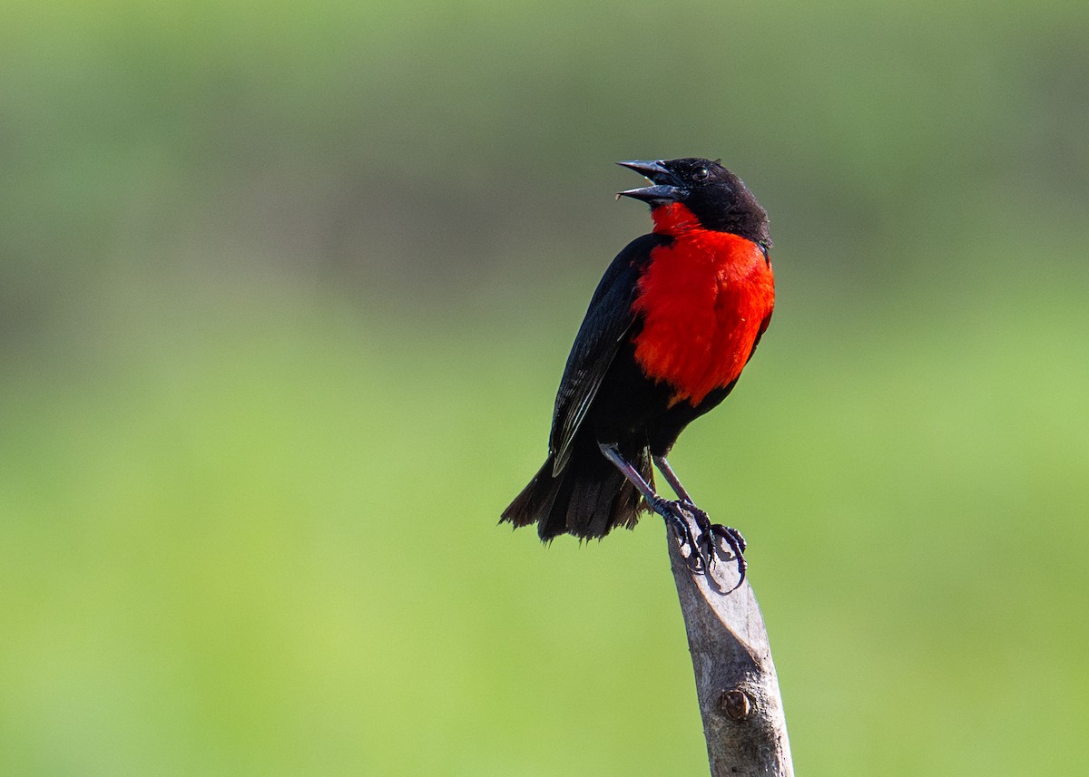 Loica Pechirroja - ML637531214