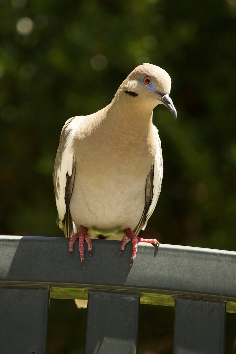 White-winged Dove - ML637531249