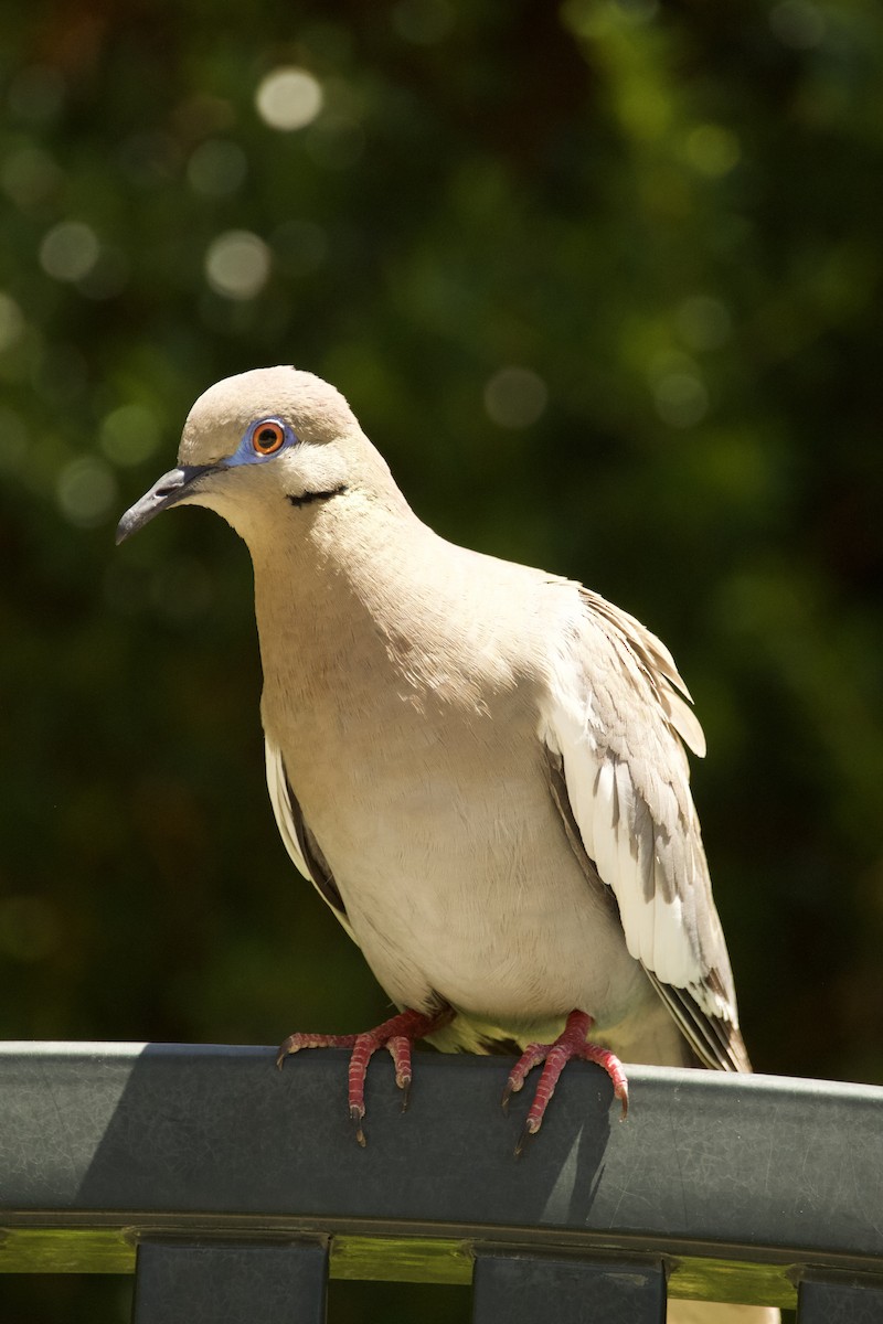 White-winged Dove - ML637531250