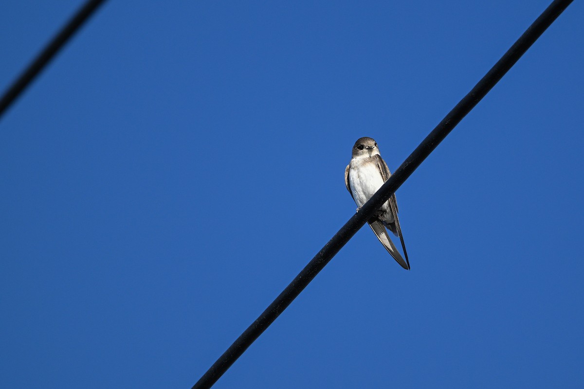 Pale Martin - ML637531258