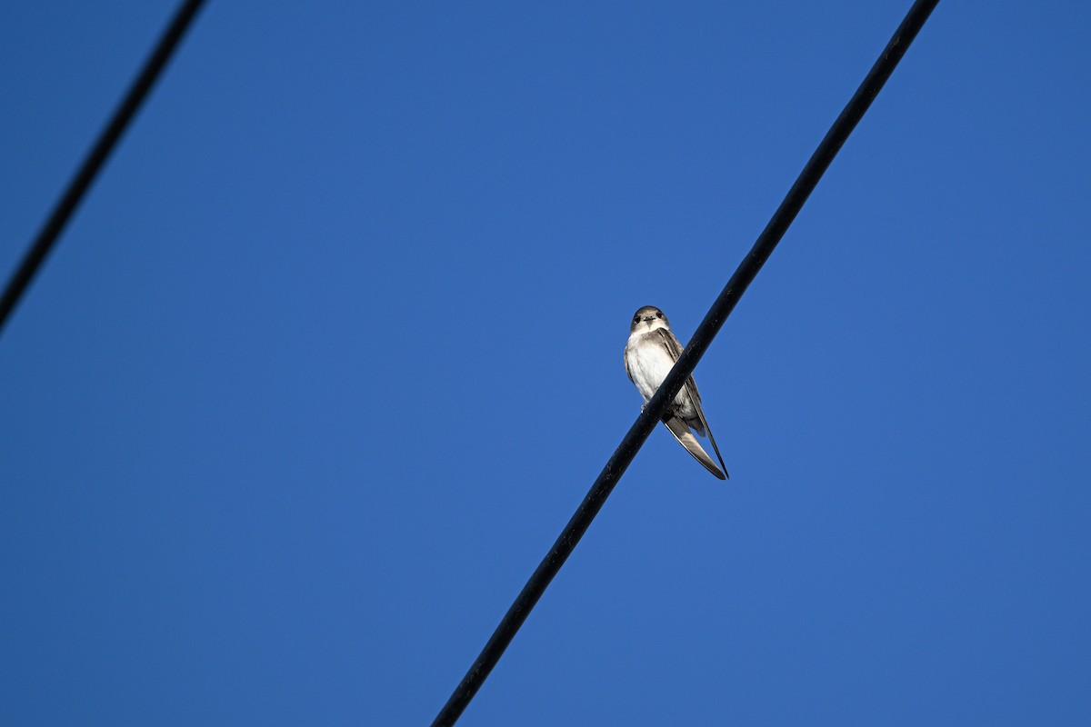 Pale Martin - ML637531259
