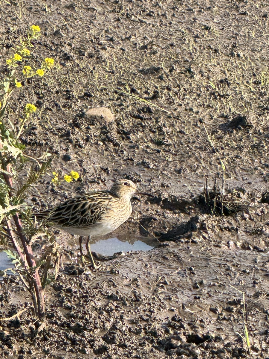 Pectoral Sandpiper - ML637531262