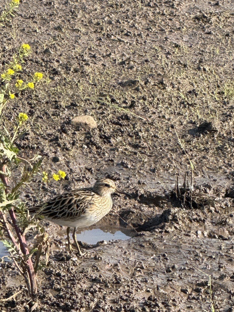Pectoral Sandpiper - ML637531263