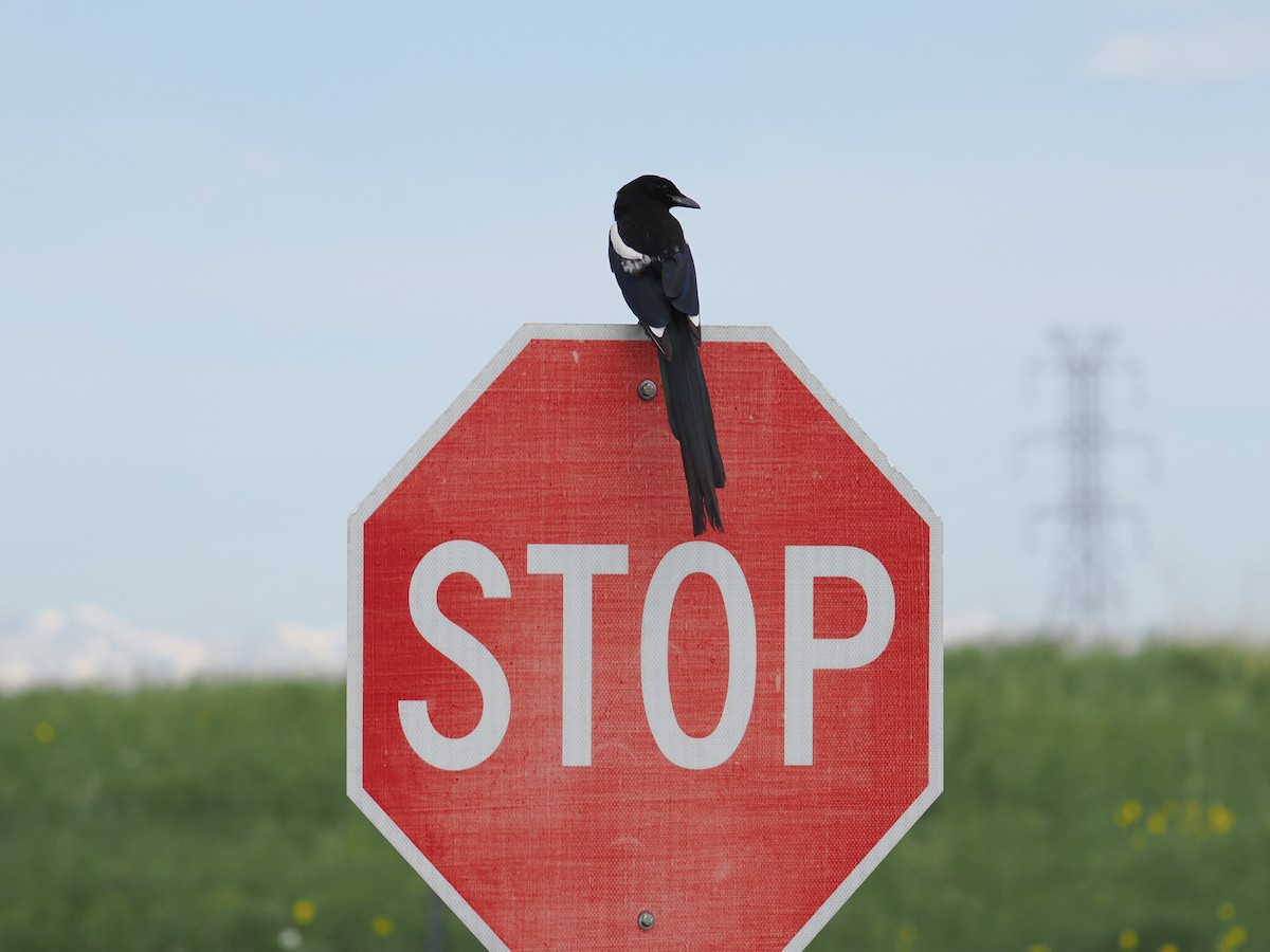 Black-billed Magpie - ML637531291
