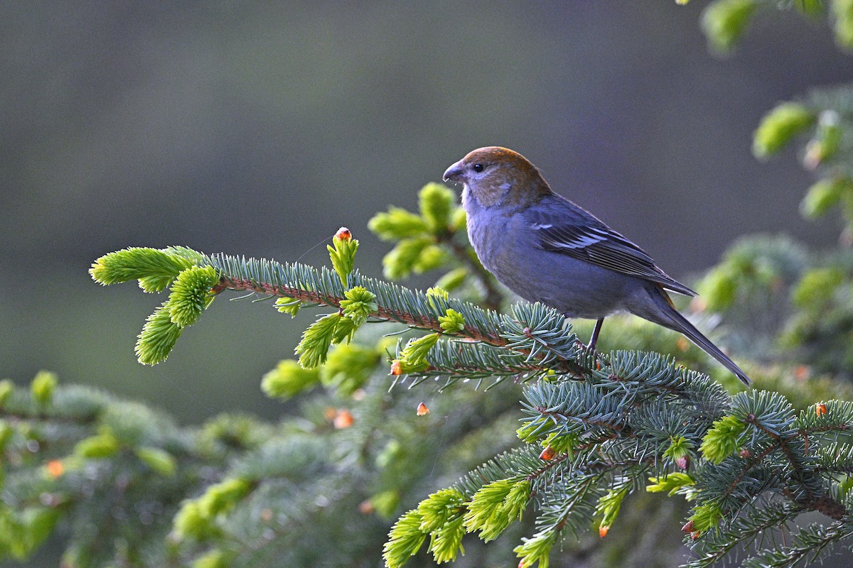 Pine Grosbeak - ML637531322