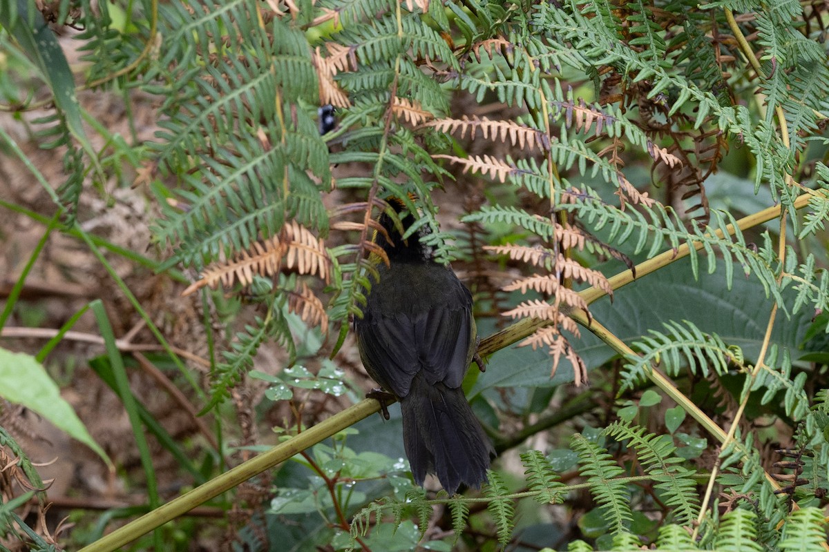 Pale-naped Brushfinch - ML637531390