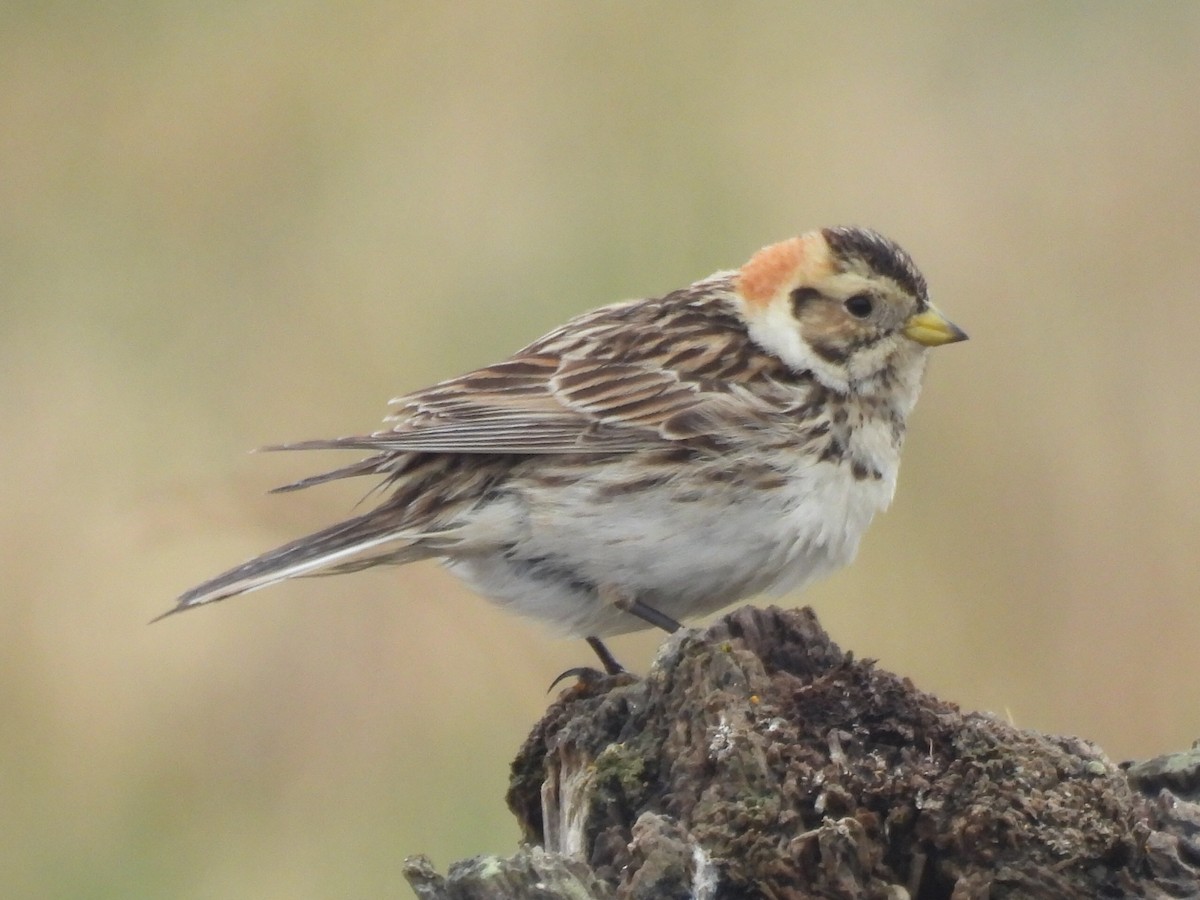 Lapland Longspur - ML637531411