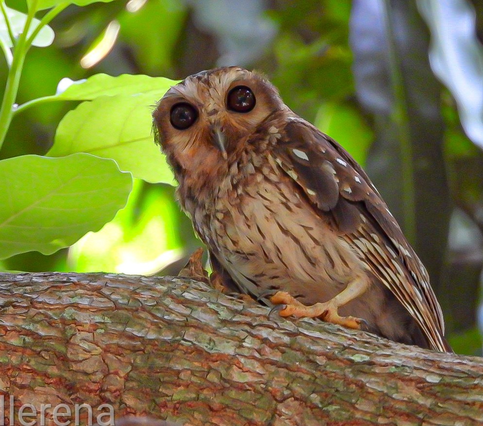 Bare-legged Owl - ML637531581