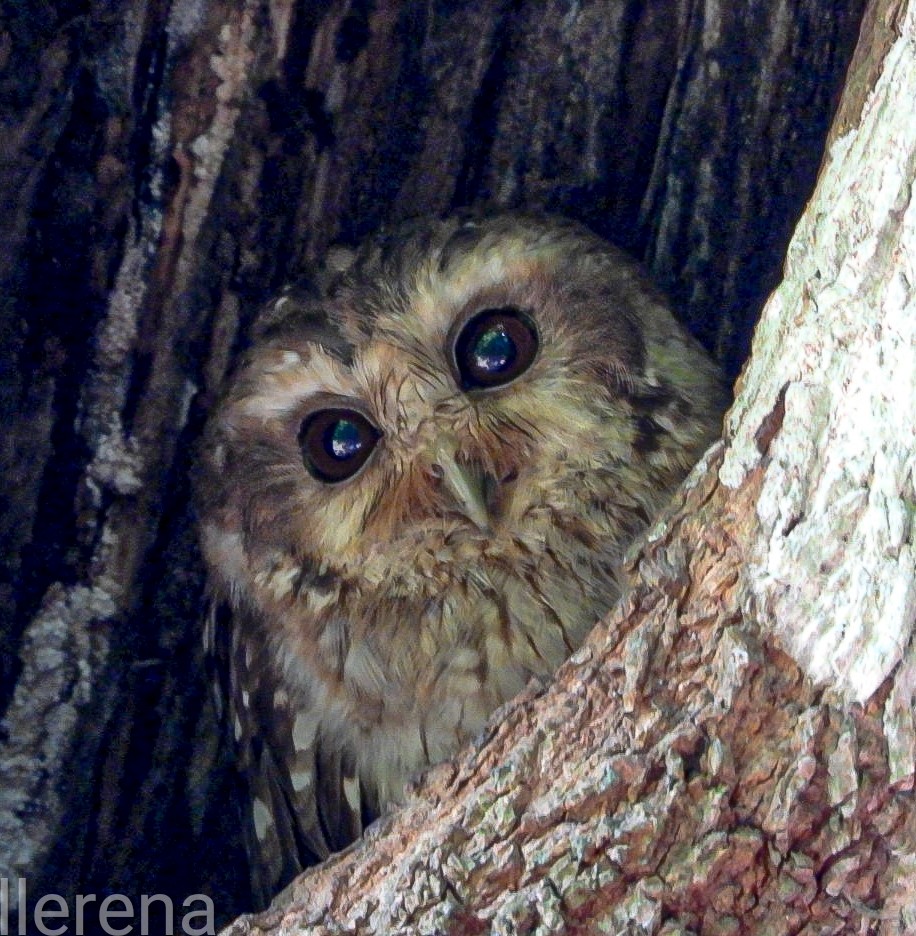 Bare-legged Owl - ML637531584