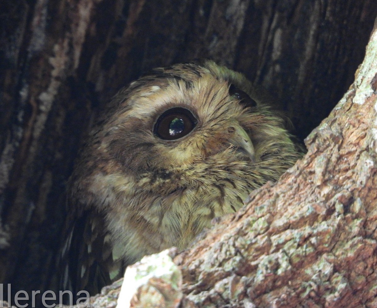Bare-legged Owl - ML637531585