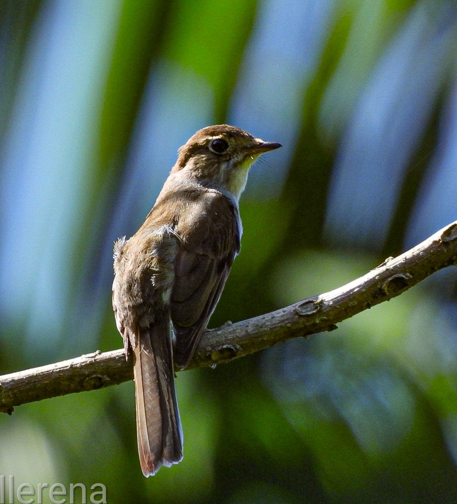 Solitaire de Cuba - ML637531599