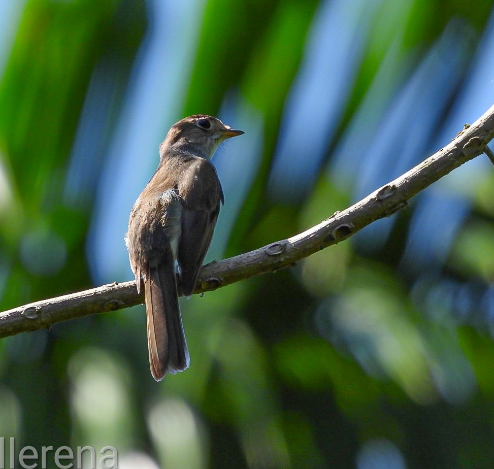 Solitaire de Cuba - ML637531617