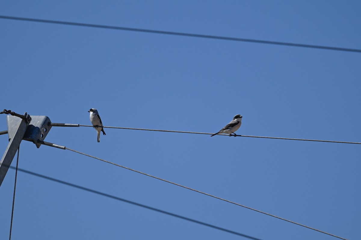 Lesser Gray Shrike - ML637531656