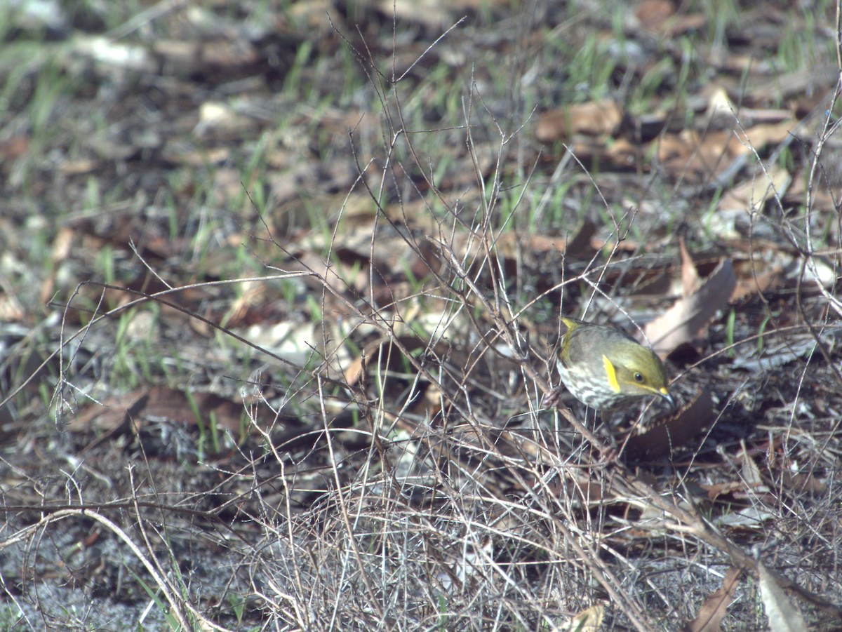Yellow-plumed Honeyeater - ML637531657