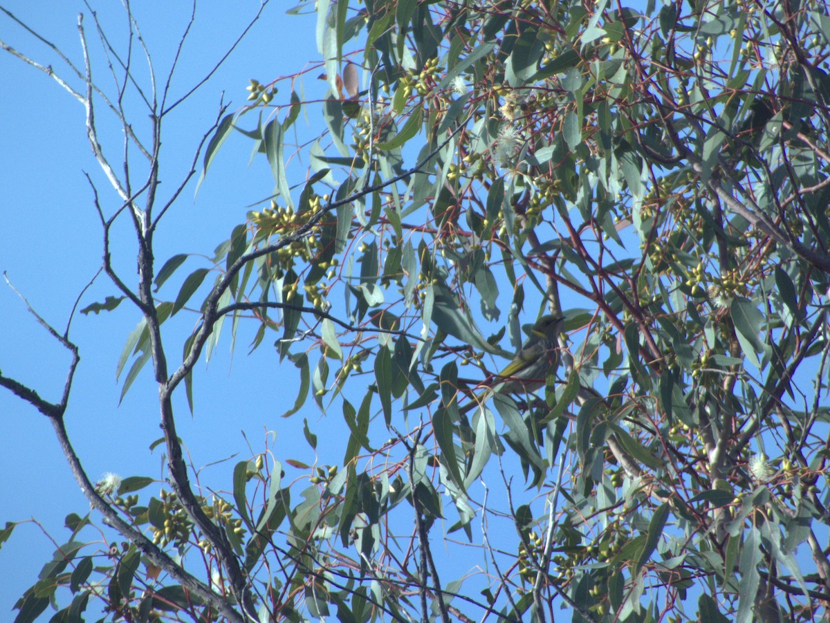 Yellow-plumed Honeyeater - ML637531658