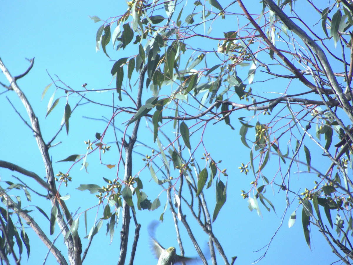 Yellow-plumed Honeyeater - ML637531659