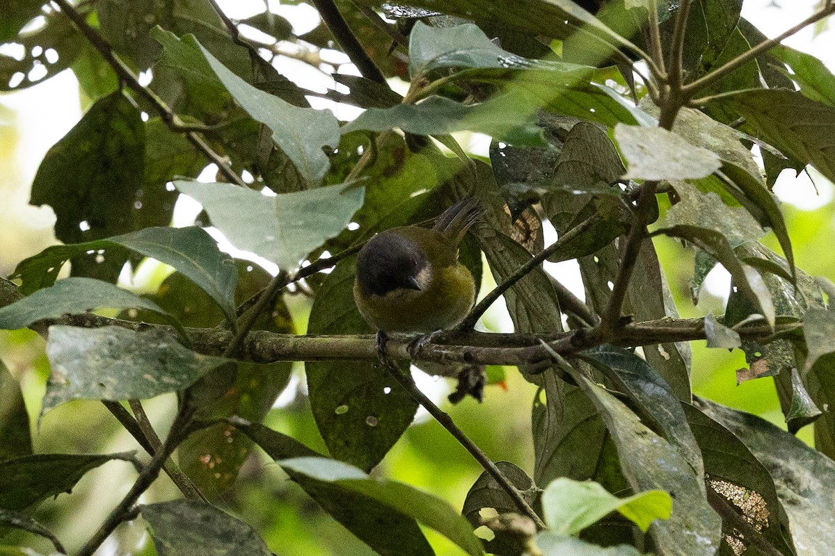 Common Chlorospingus (Northern Andes) - ML637531661