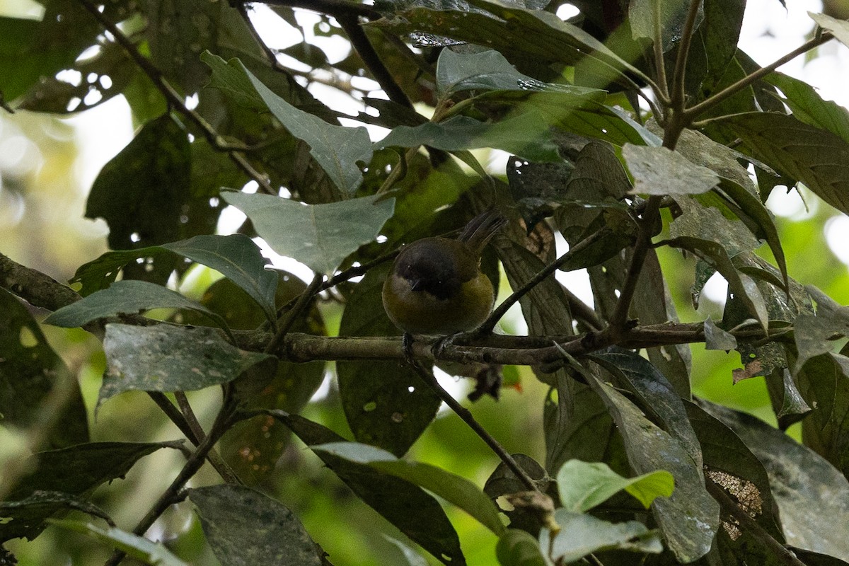 Common Chlorospingus (Northern Andes) - ML637531662