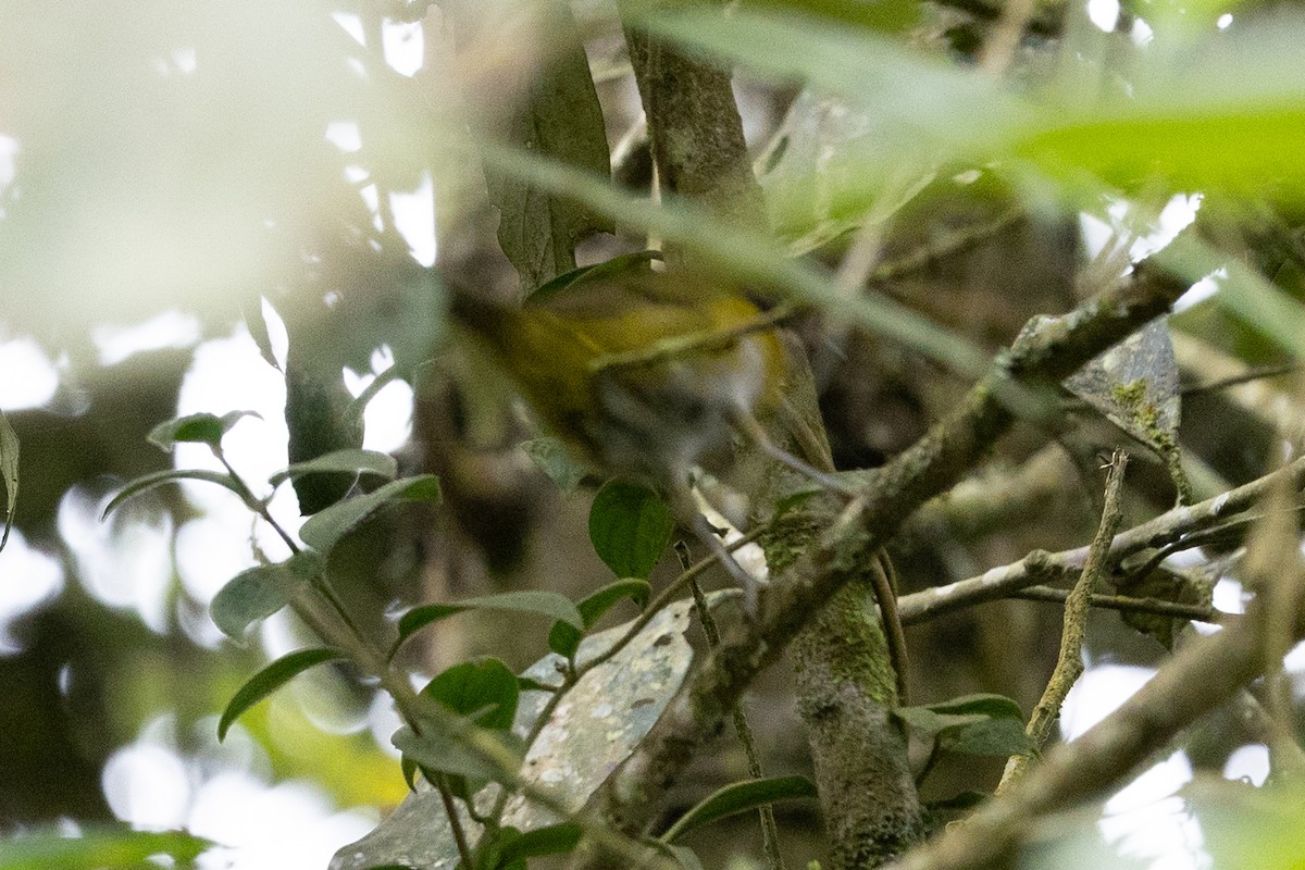 Common Chlorospingus (Northern Andes) - ML637531666