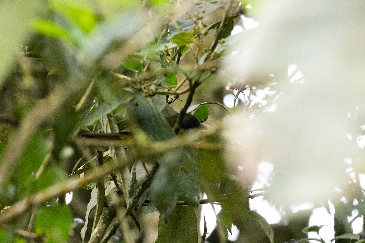 Common Chlorospingus (Northern Andes) - ML637531667