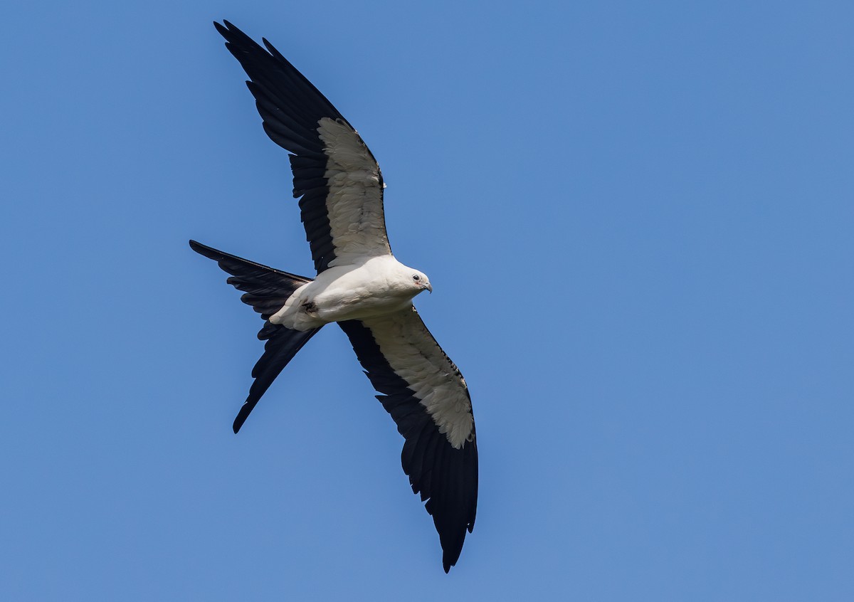 Swallow-tailed Kite - ML637531727