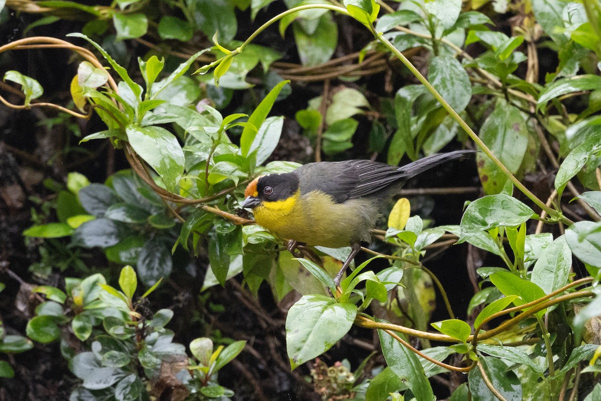 Pale-naped Brushfinch - ML637531733
