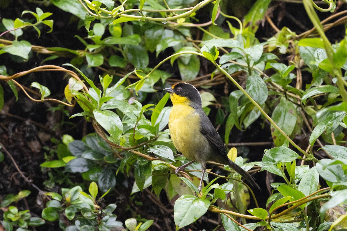 Pale-naped Brushfinch - ML637531734