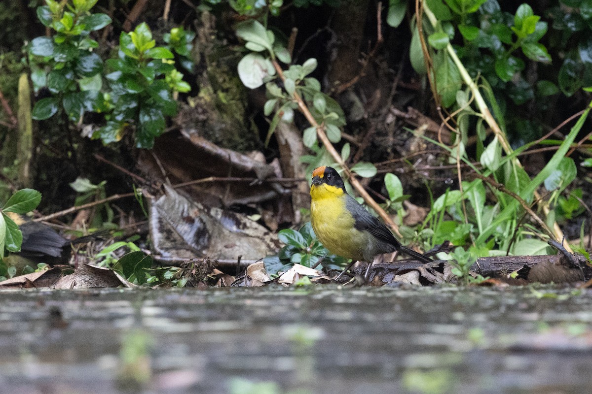 Pale-naped Brushfinch - ML637531738