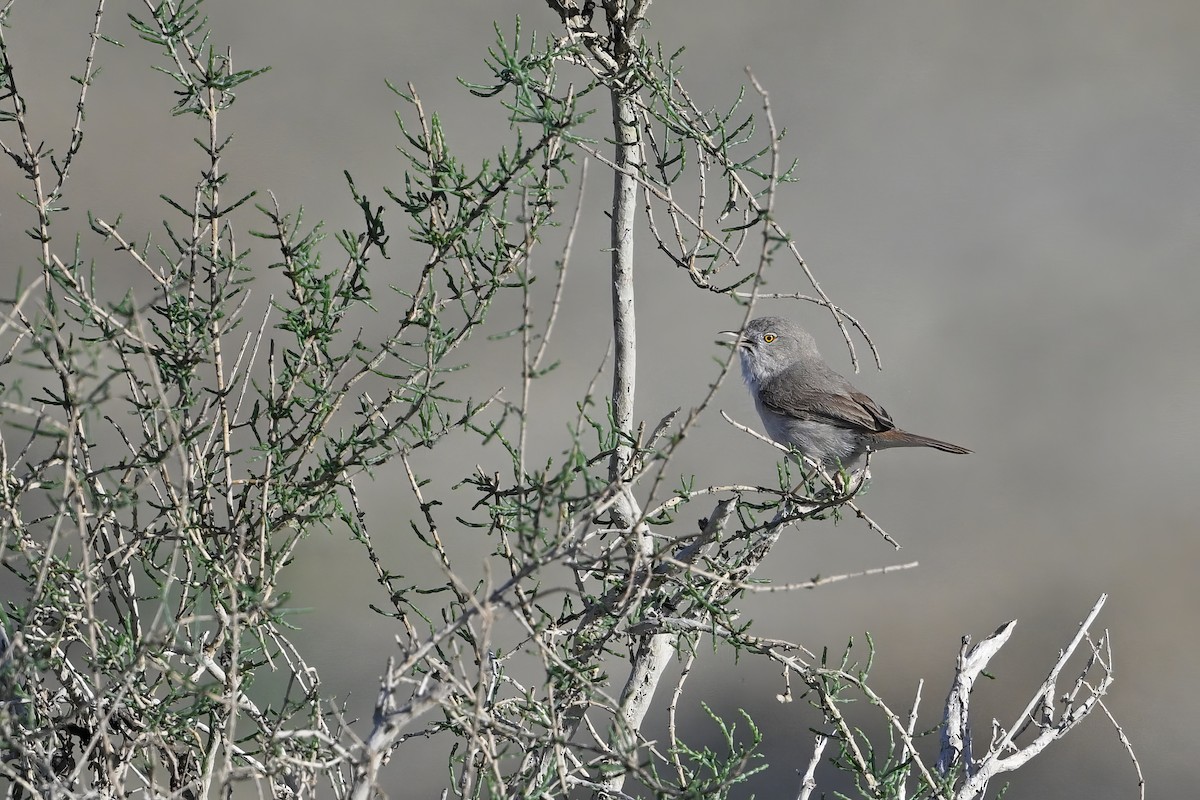 Asian Desert Warbler - ML637531798