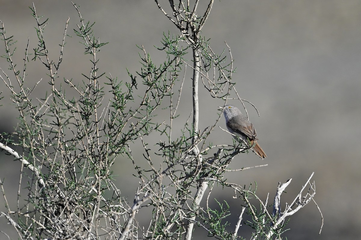 Asian Desert Warbler - ML637531800