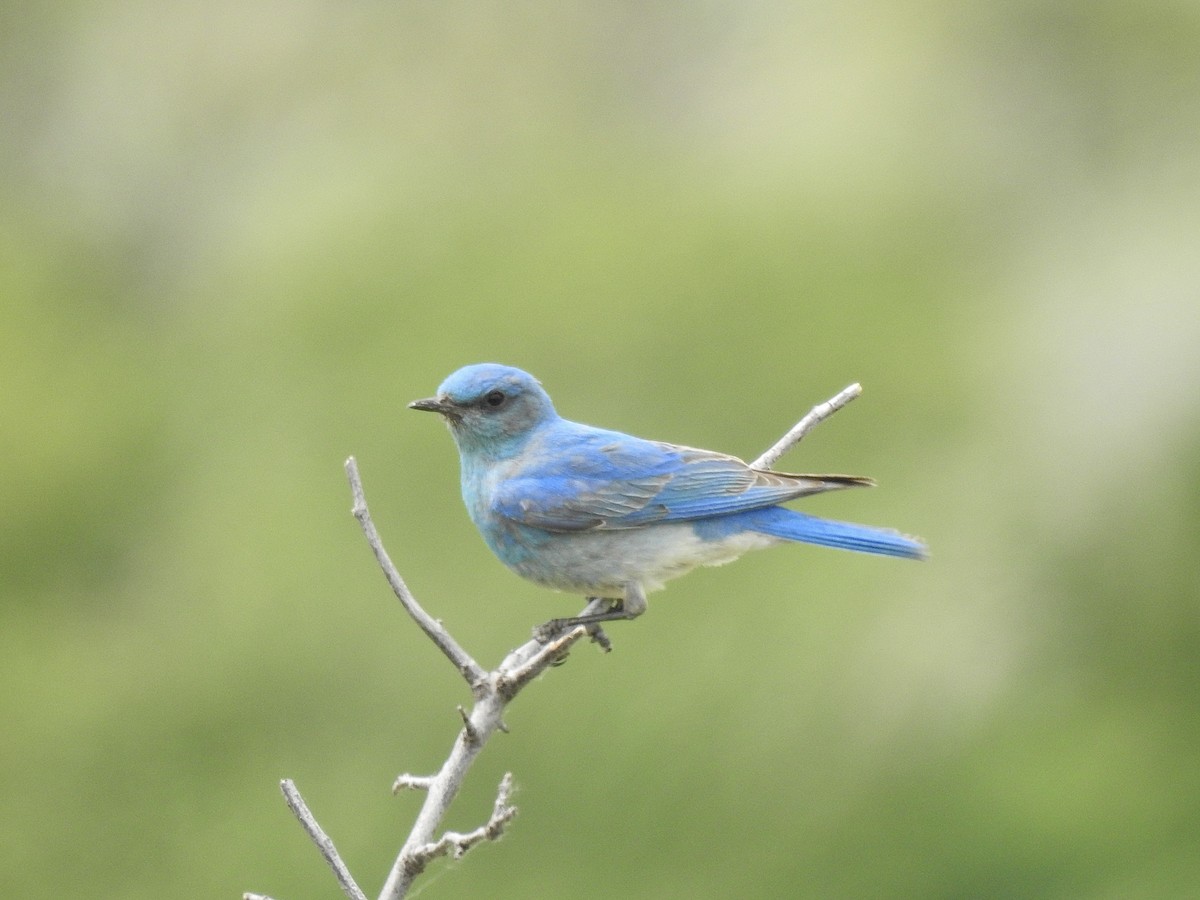 Mountain Bluebird - ML637531838