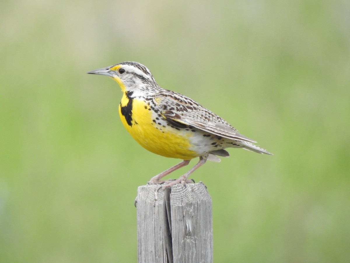 Western Meadowlark - ML637531843
