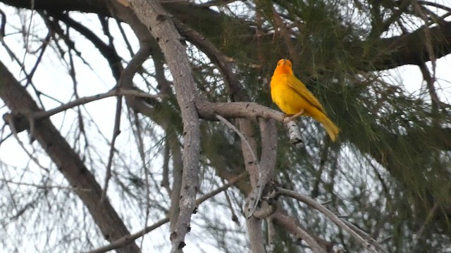 Saffron Finch - ML637531861