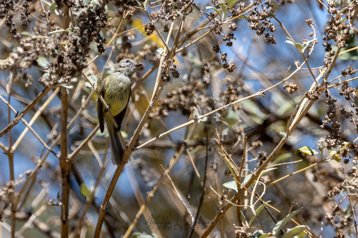 Greenish Elaenia - ML637531870