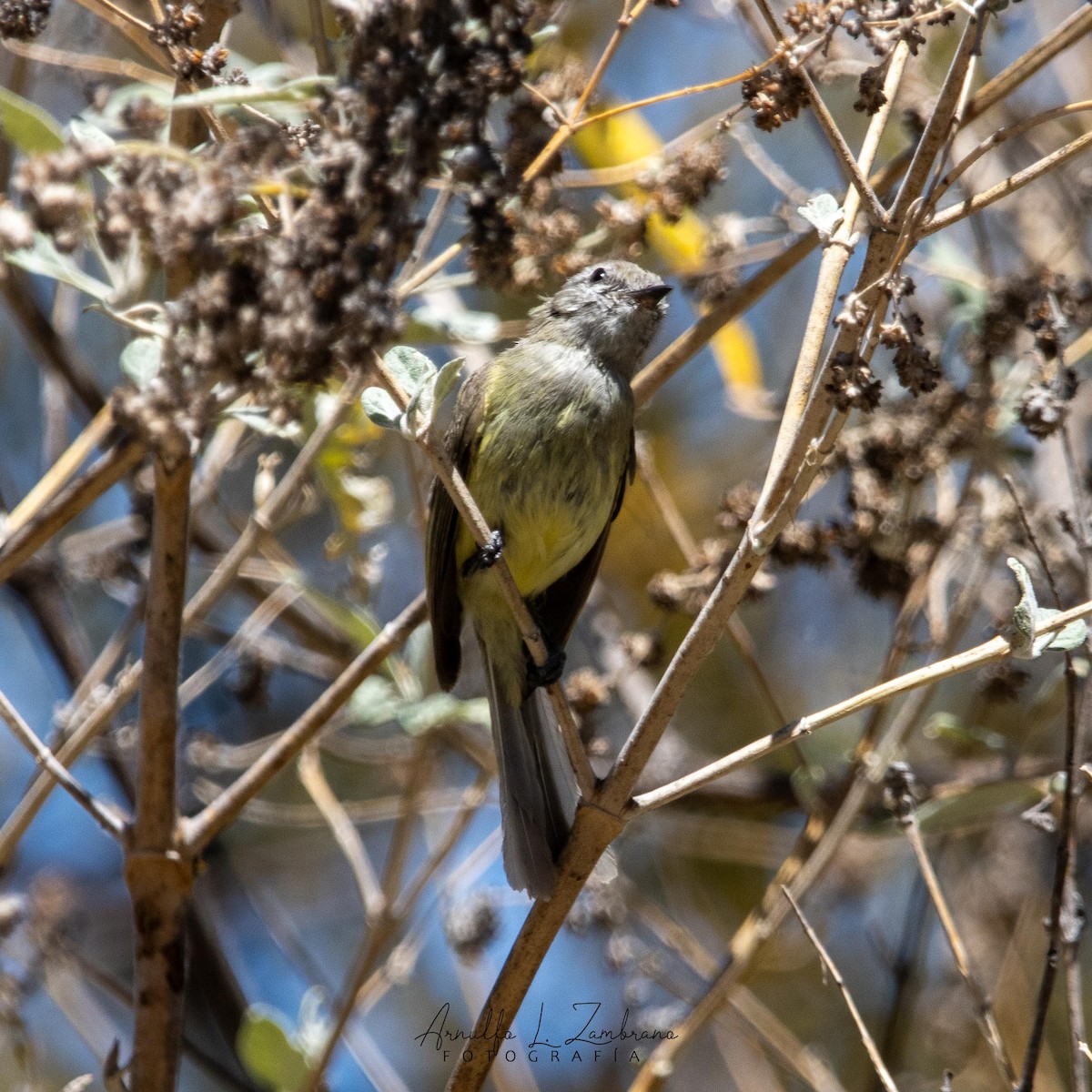 Greenish Elaenia - ML637531871