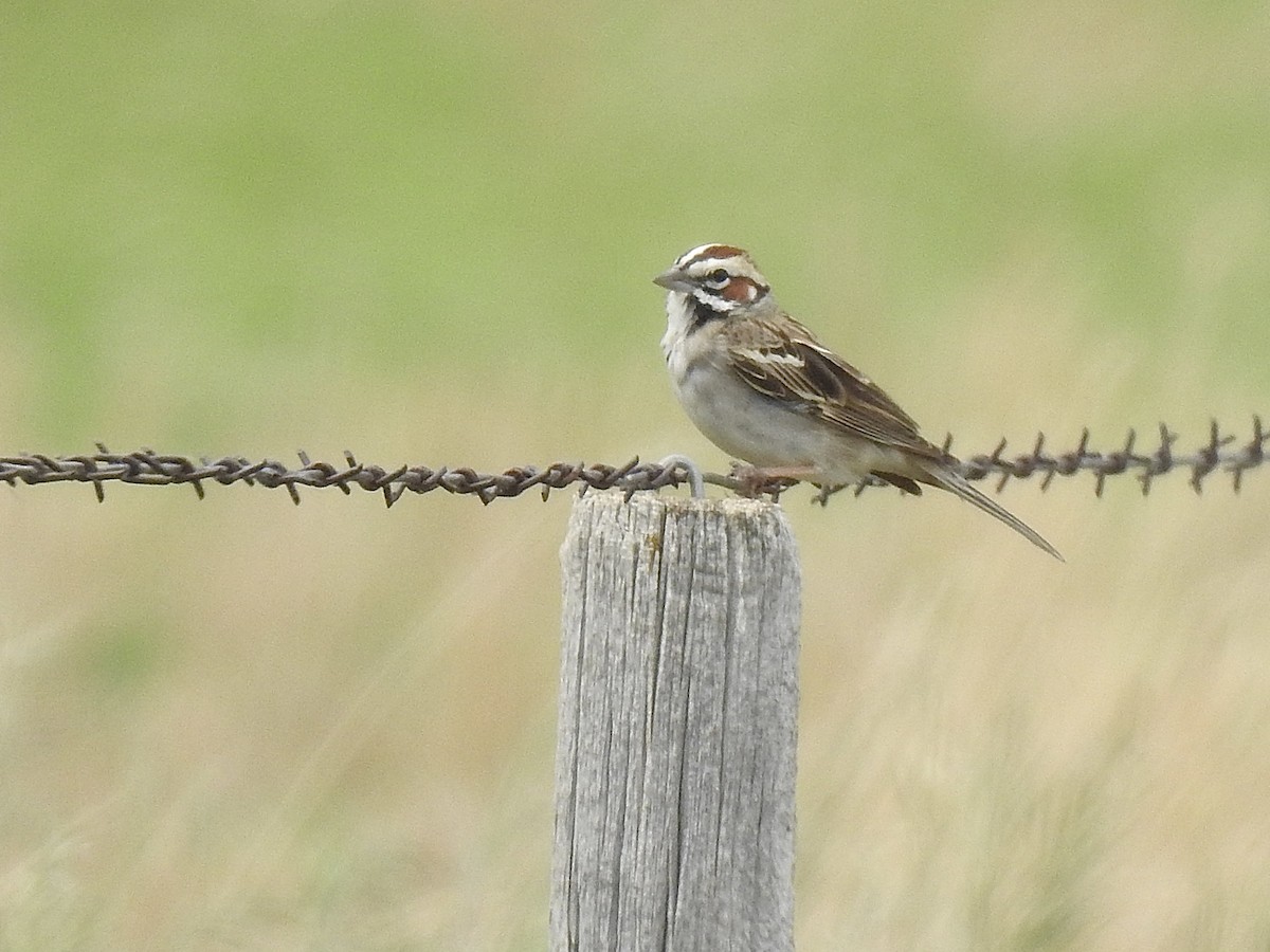 Lark Sparrow - ML637531875