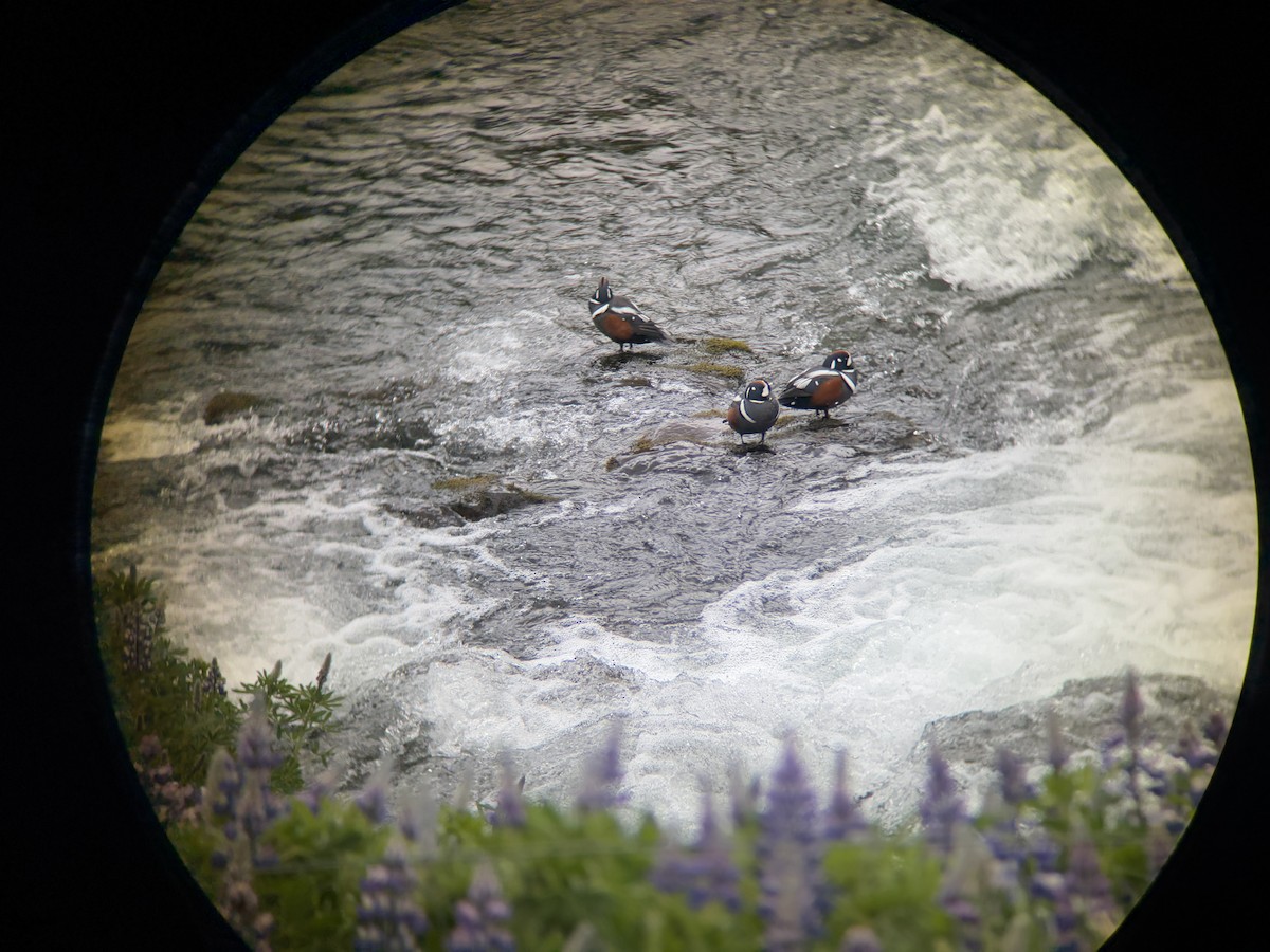 Harlequin Duck - ML637531919