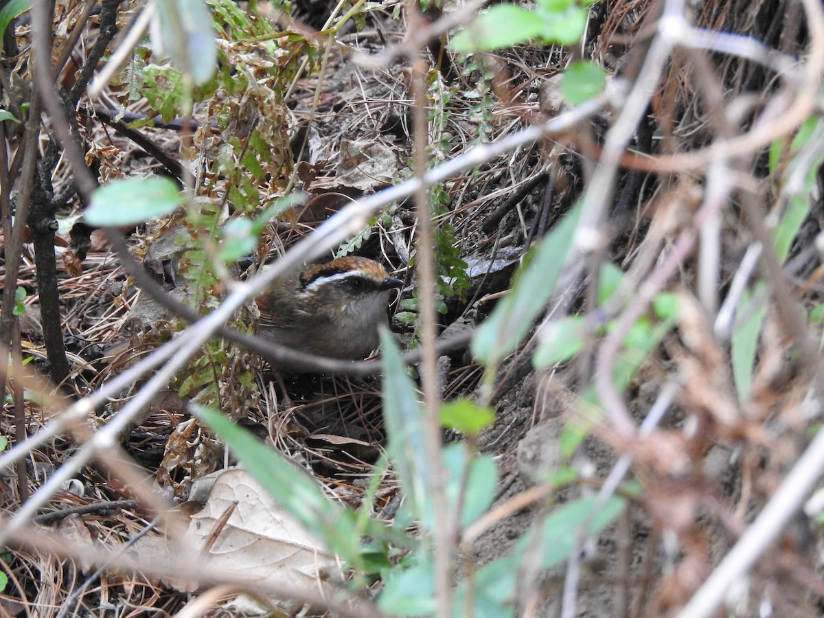 Rusty-capped Fulvetta - ML637531986