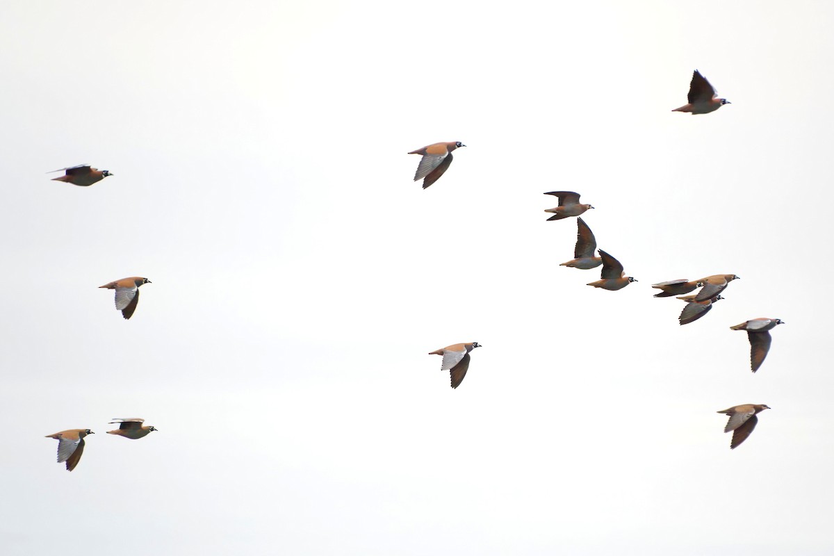Flock Bronzewing - ML637532001