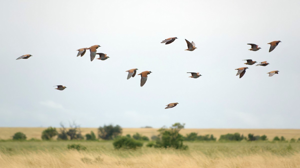 Flock Bronzewing - ML637532002
