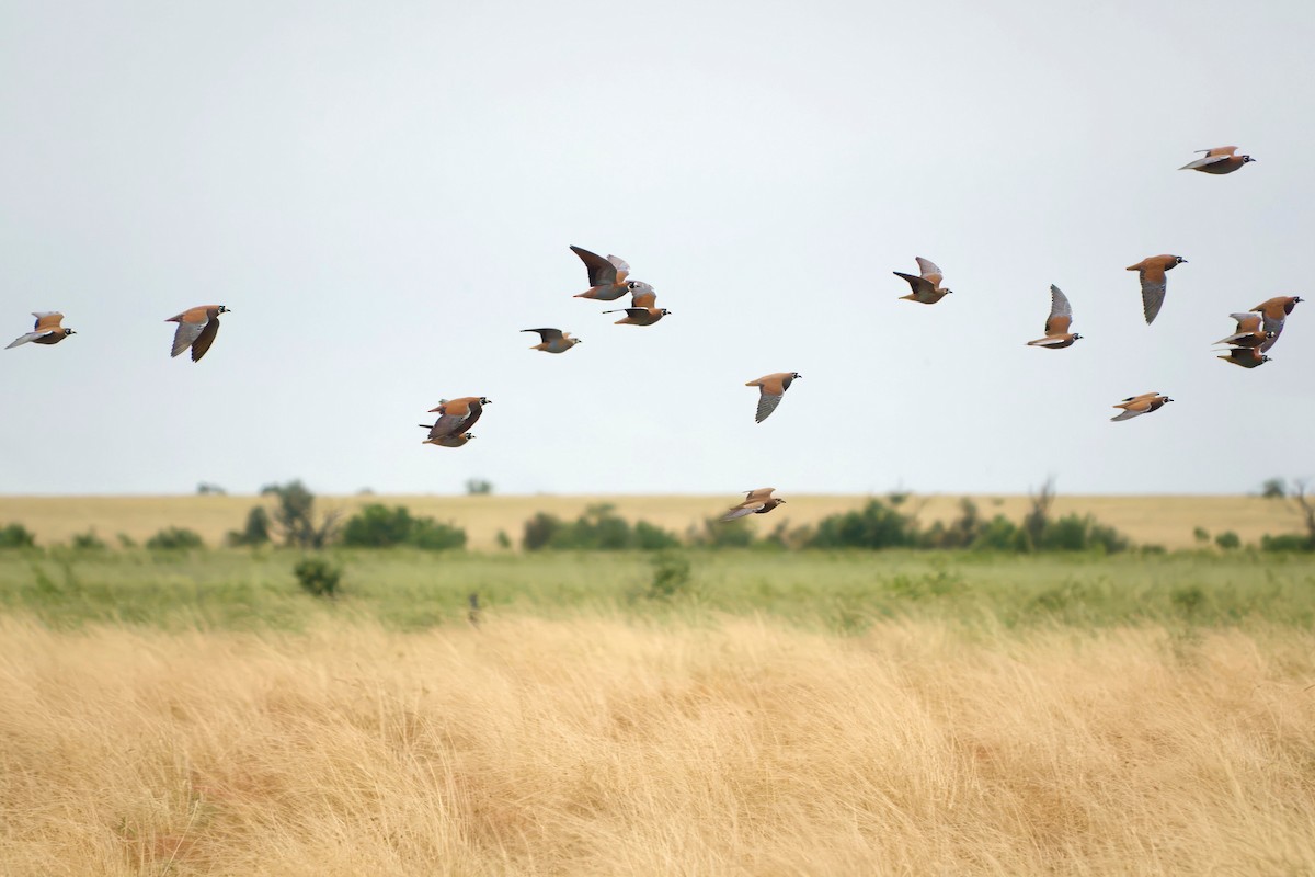 Flock Bronzewing - ML637532003