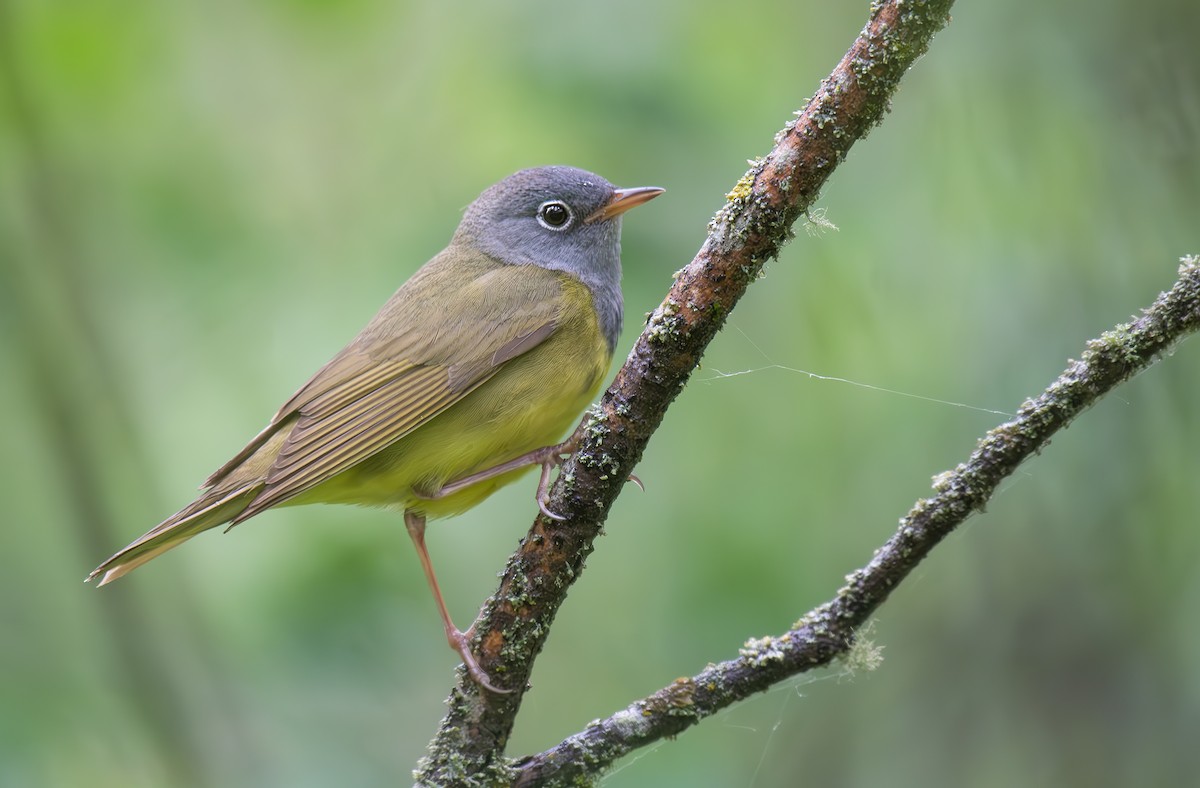 Connecticut Warbler - ML637532035