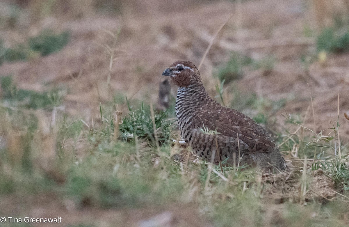 Rock Bush-Quail - ML637532043