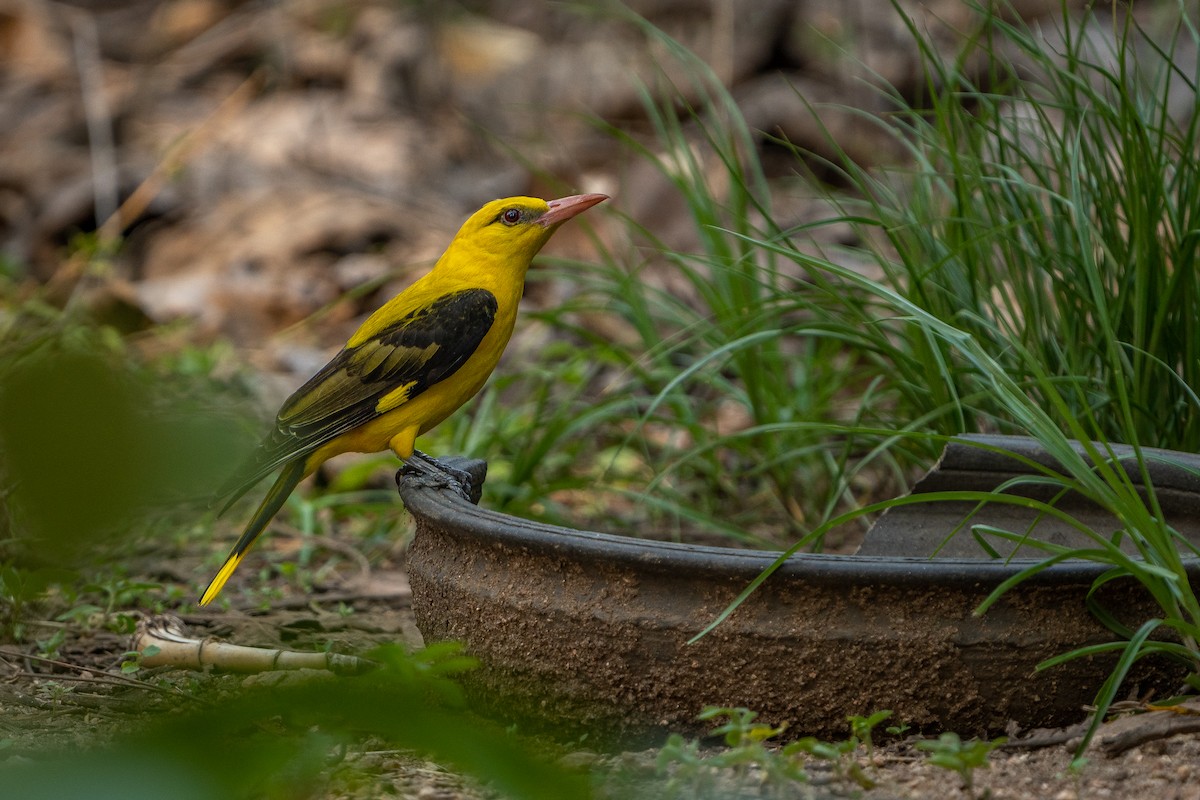 Indian Golden Oriole - ML637532045
