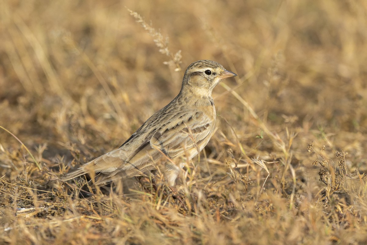 Mongolian Short-toed Lark - ML637532066
