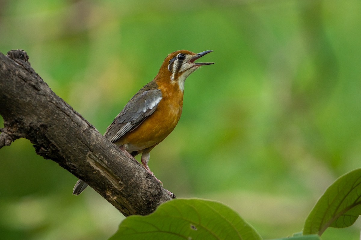 Orange-headed Thrush - ML637532067