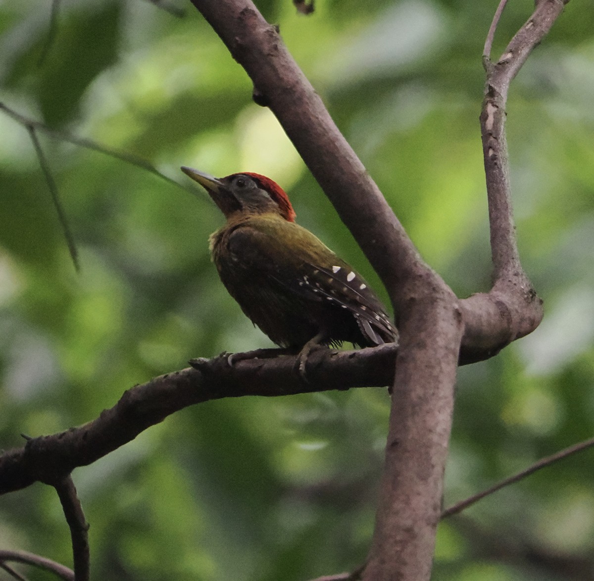 Laced Woodpecker - ML637532108