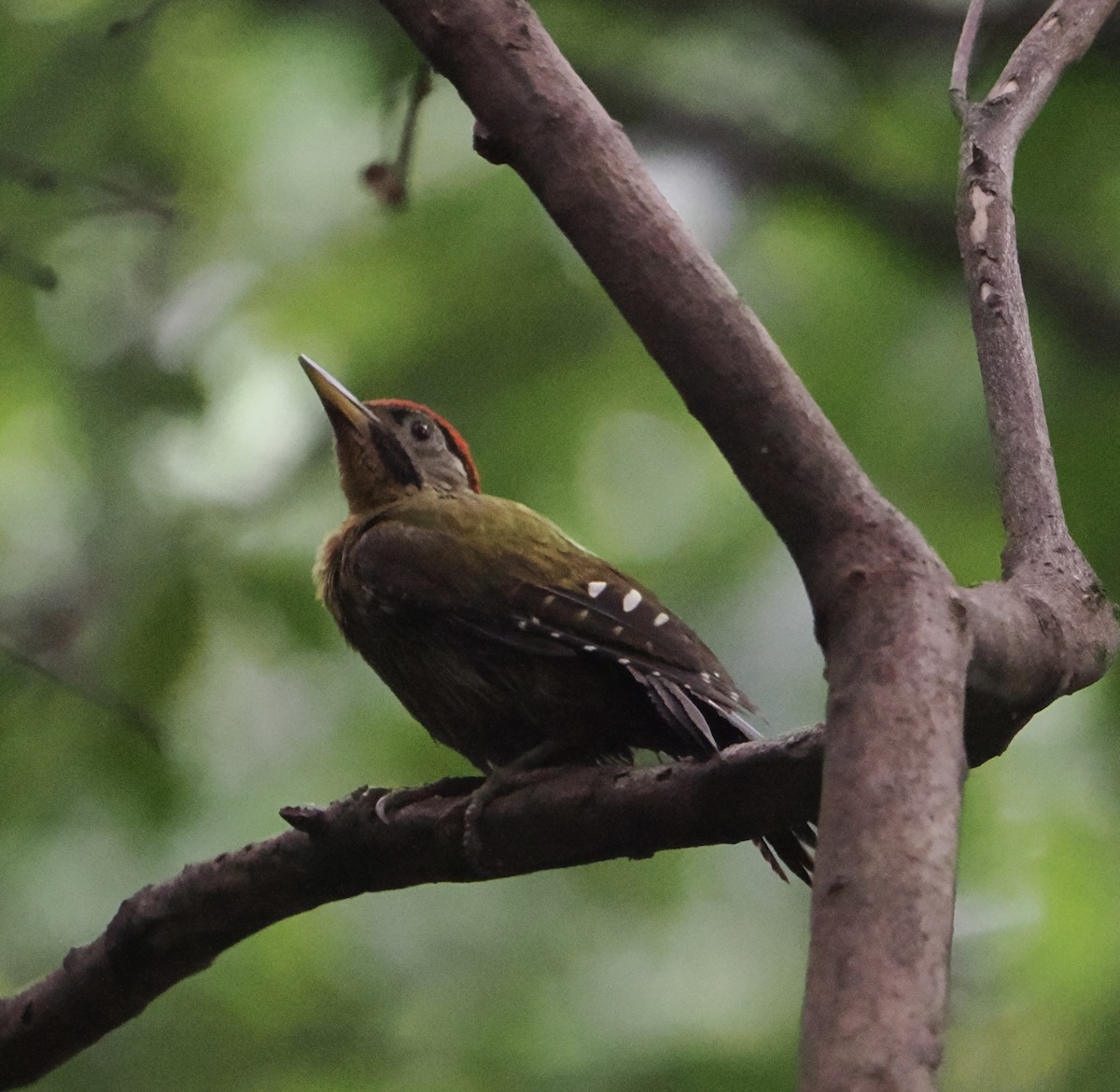 Laced Woodpecker - ML637532109