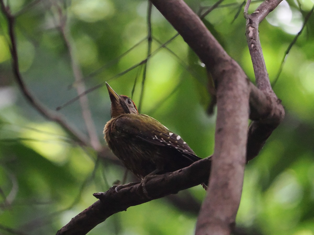 Laced Woodpecker - ML637532110